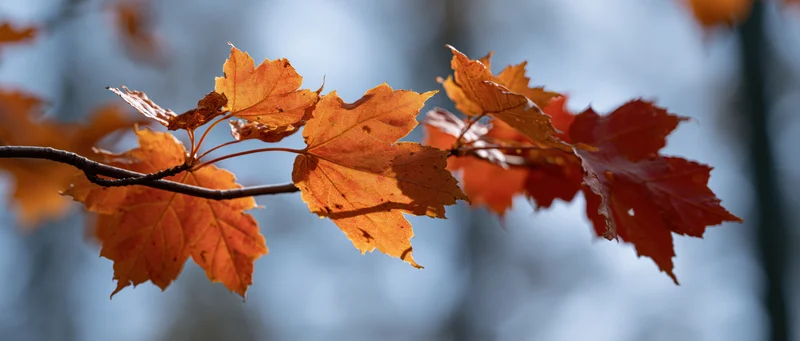 Maple branch with autumn leaves in vibrant orange and red hues against a blurred natural background