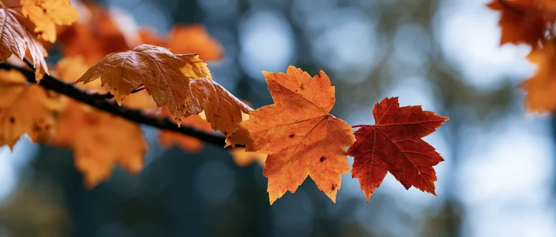 Maple branch with autumn leaves in vibrant orange and red hues against a blurred forest backdrop