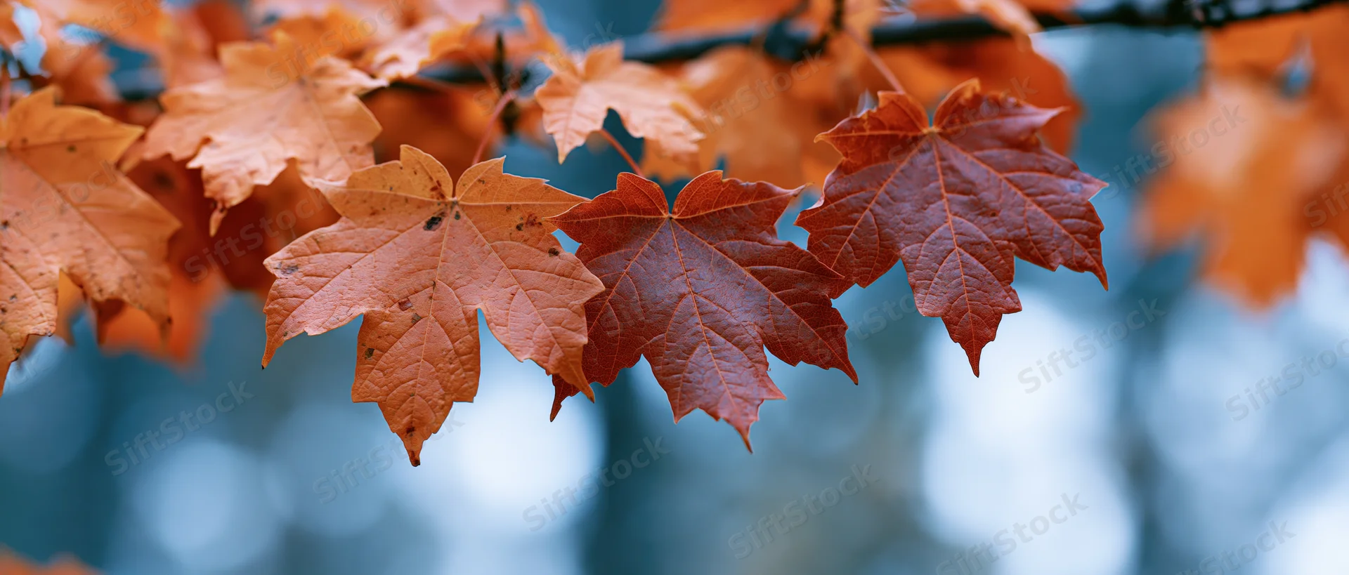 Maple leaves in autumn colors on a branch against a blurred blue background