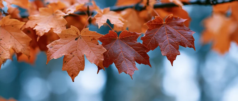 Maple leaves in autumn colors on a branch against a blurred blue background