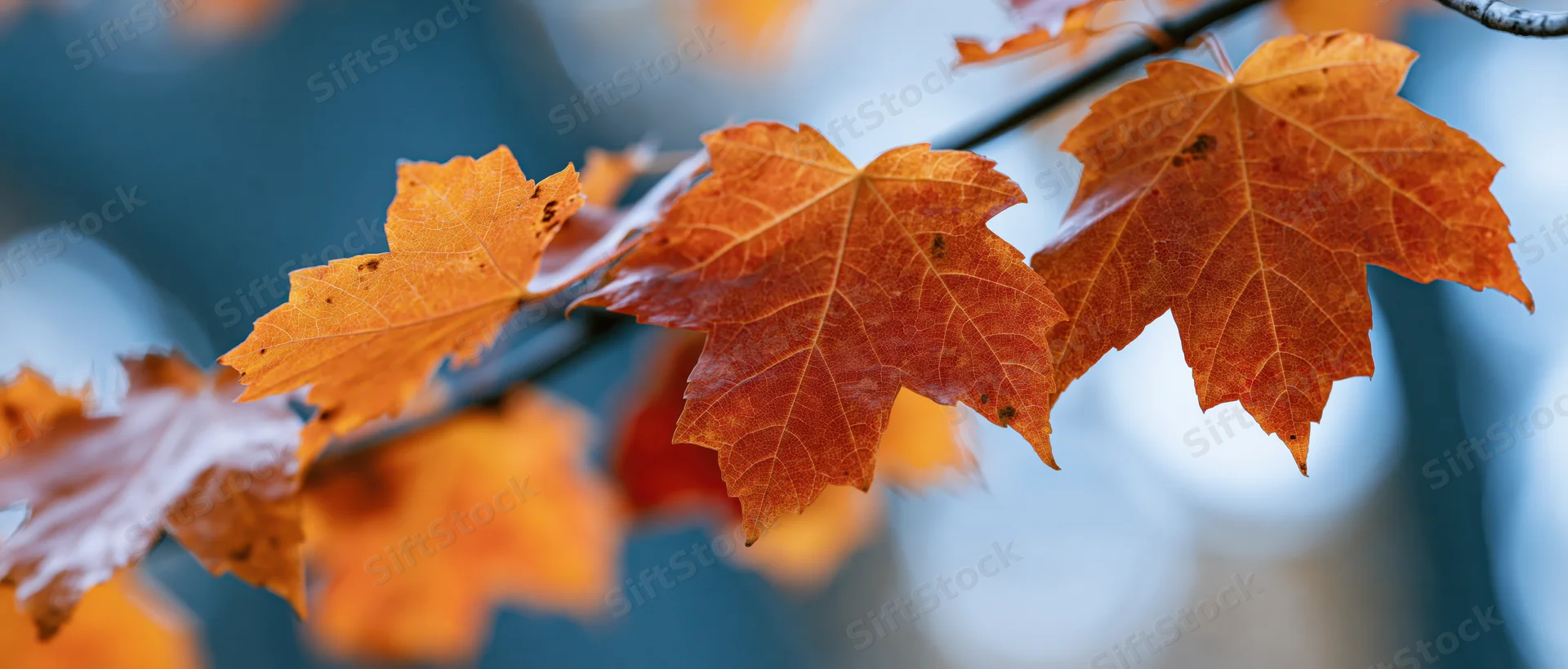 Maple leaves in autumn colors on a branch outdoors