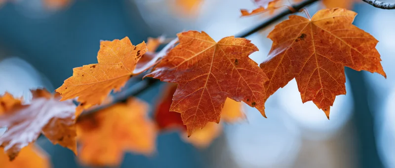 Maple leaves in autumn colors on a branch outdoors