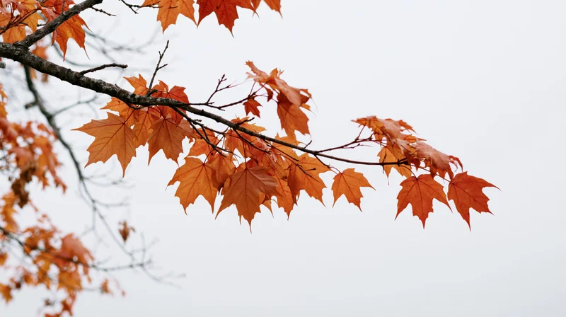 Maple branch with orange autumn leaves against overcast sky
