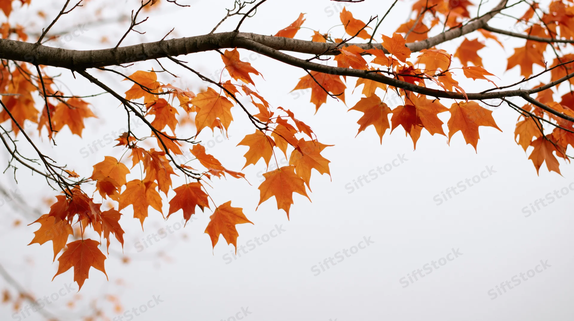 Maple tree branch with orange autumn leaves against overcast sky