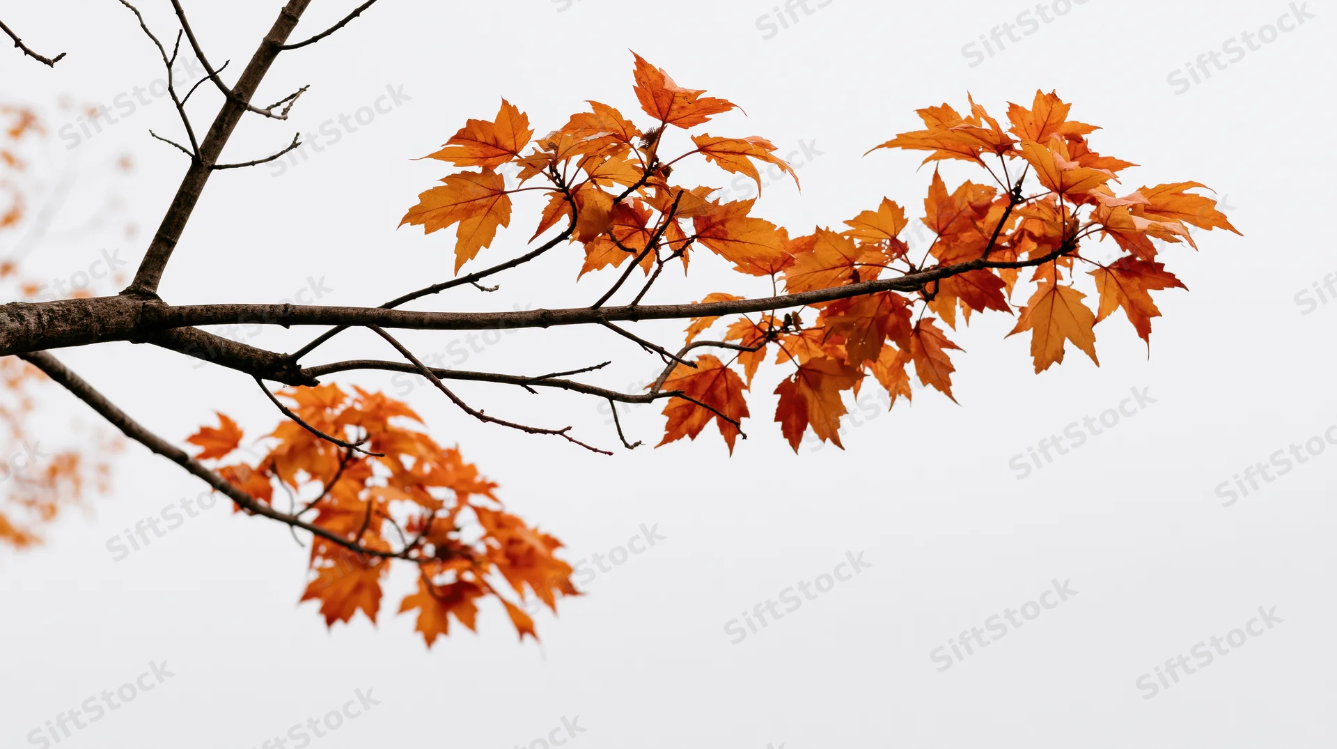 Maple tree branch with orange autumn leaves against overcast sky