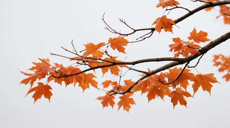 Maple branch with orange autumn leaves against overcast sky
