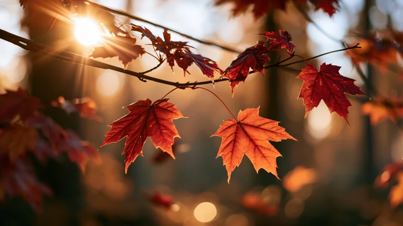 Maple leaves in autumn colors on a branch backlit by sunlight in a forest