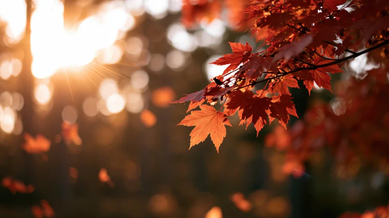 Maple branch with crimson and orange autumn leaves backlit by sunlight in a forest setting