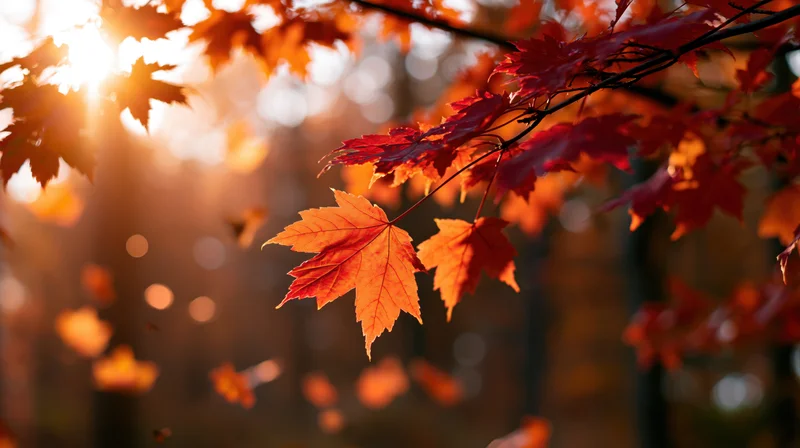 Maple tree branch with crimson and orange autumn leaves backlit by sunlight in a forest setting