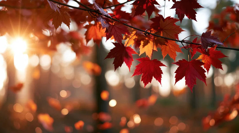 Maple branch with crimson and orange autumn leaves backlit by sunlight in a forest