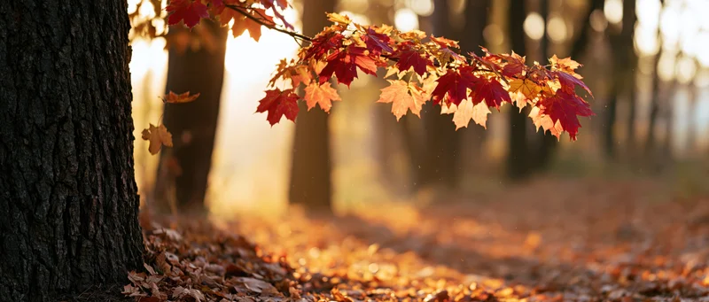 Maple branch with red and yellow autumn leaves hanging over a forest path covered in fallen foliage