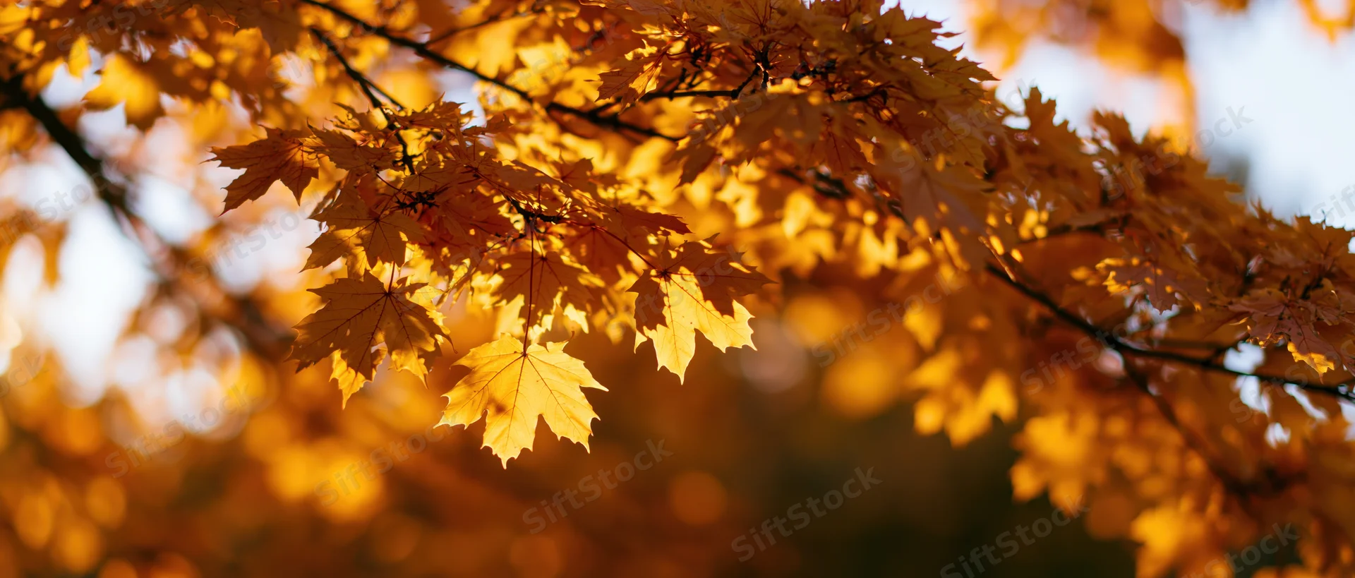 Maple tree branches with golden autumn leaves backlit by sunlight in a forest setting