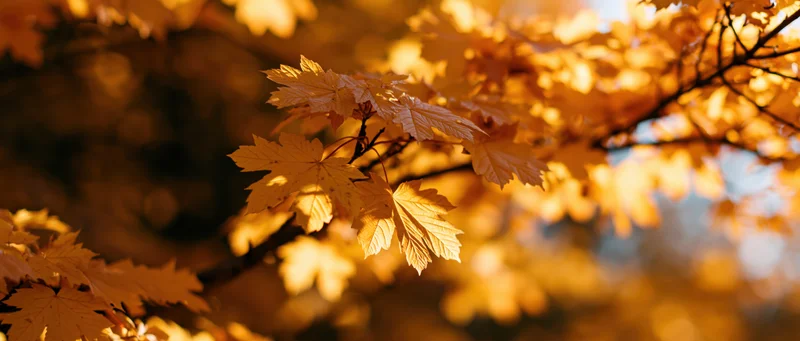 Maple tree branches with golden autumn leaves glowing in sunlight