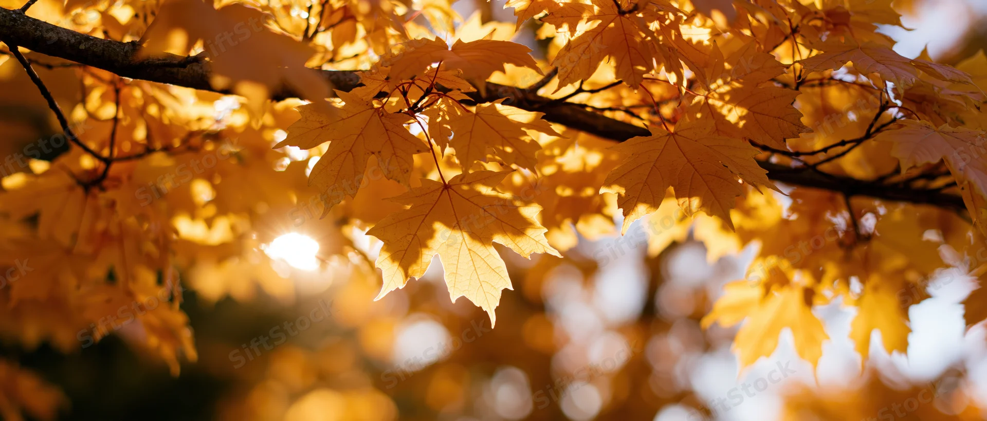 Maple tree branches with yellow autumn leaves backlit by sunlight in a forest setting