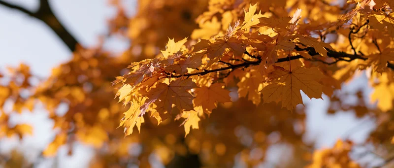 Maple tree branches with yellow autumn leaves glowing in sunlight outdoors