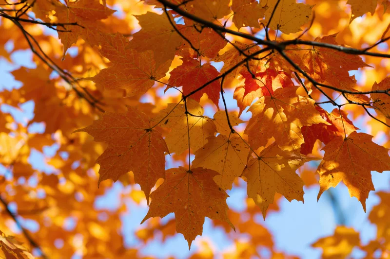 Close-up of maple tree branches covered in vibrant orange and yellow autumn leaves against a blue sky