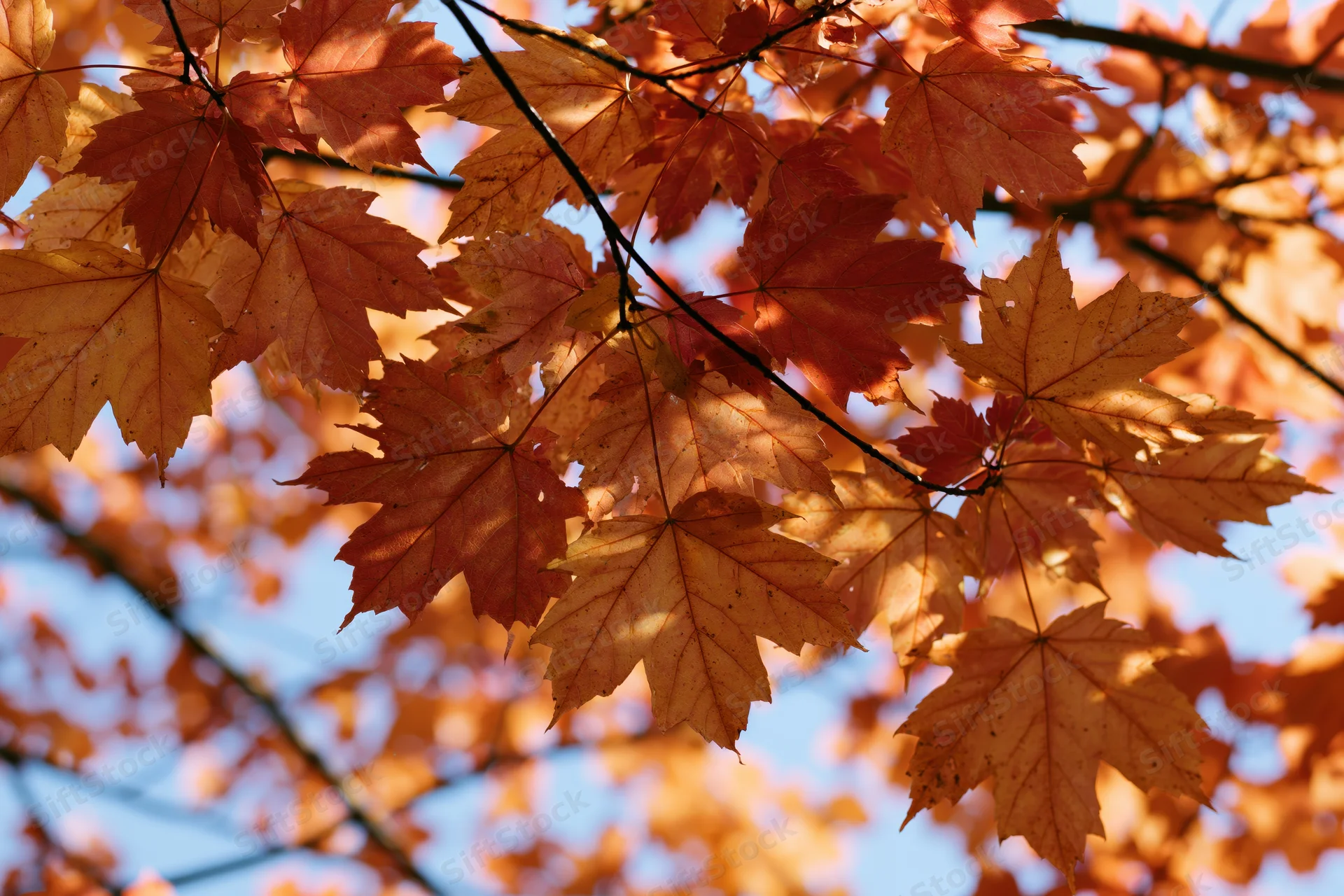 Close-up of maple tree branches with autumn leaves backlit by sunlight against blue sky