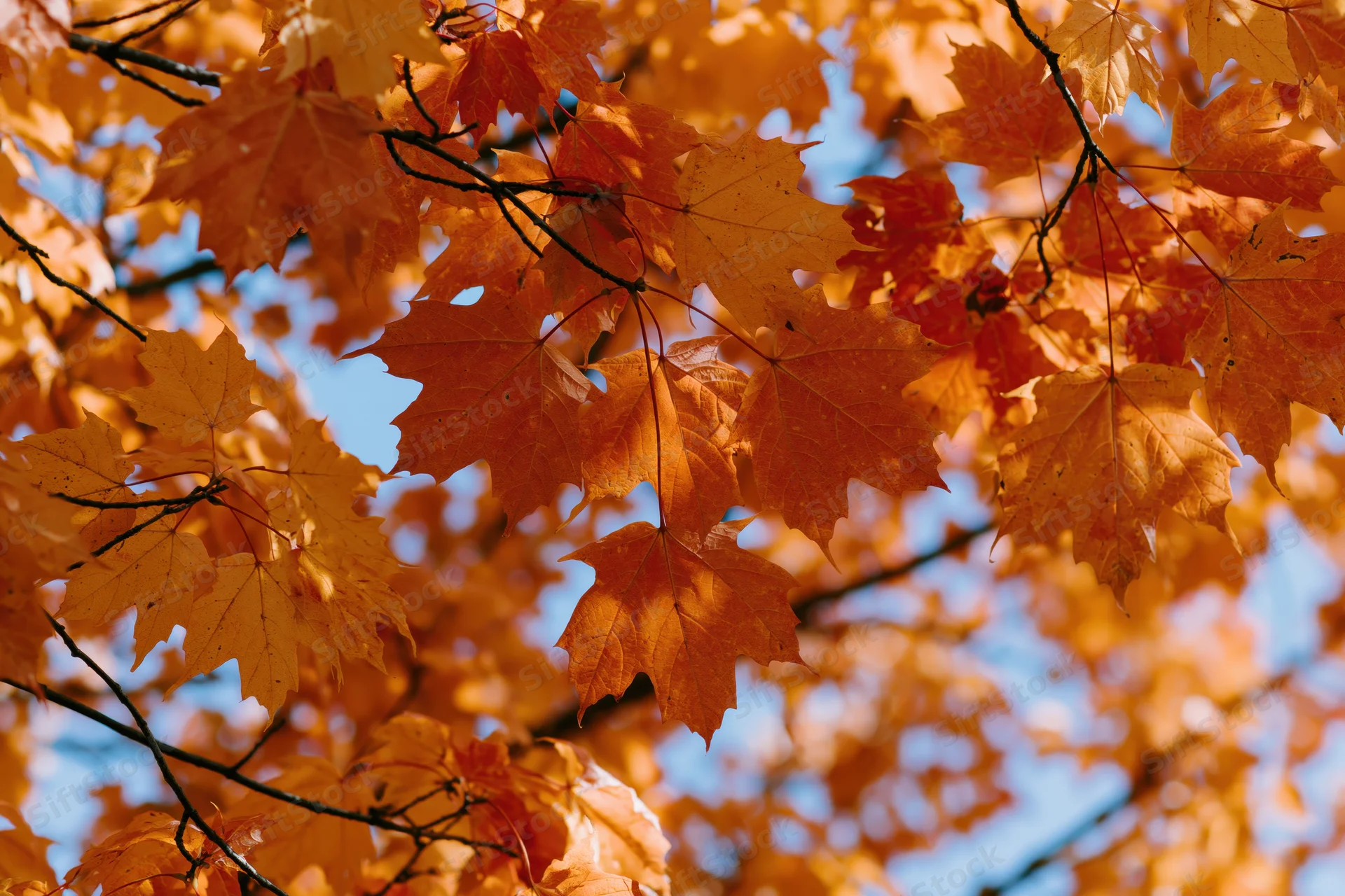 Close-up of maple tree branches covered in orange and yellow autumn leaves against a blue sky
