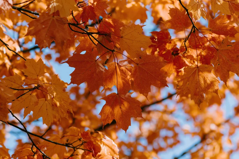 Close-up of maple tree branches covered in orange and yellow autumn leaves against a blue sky