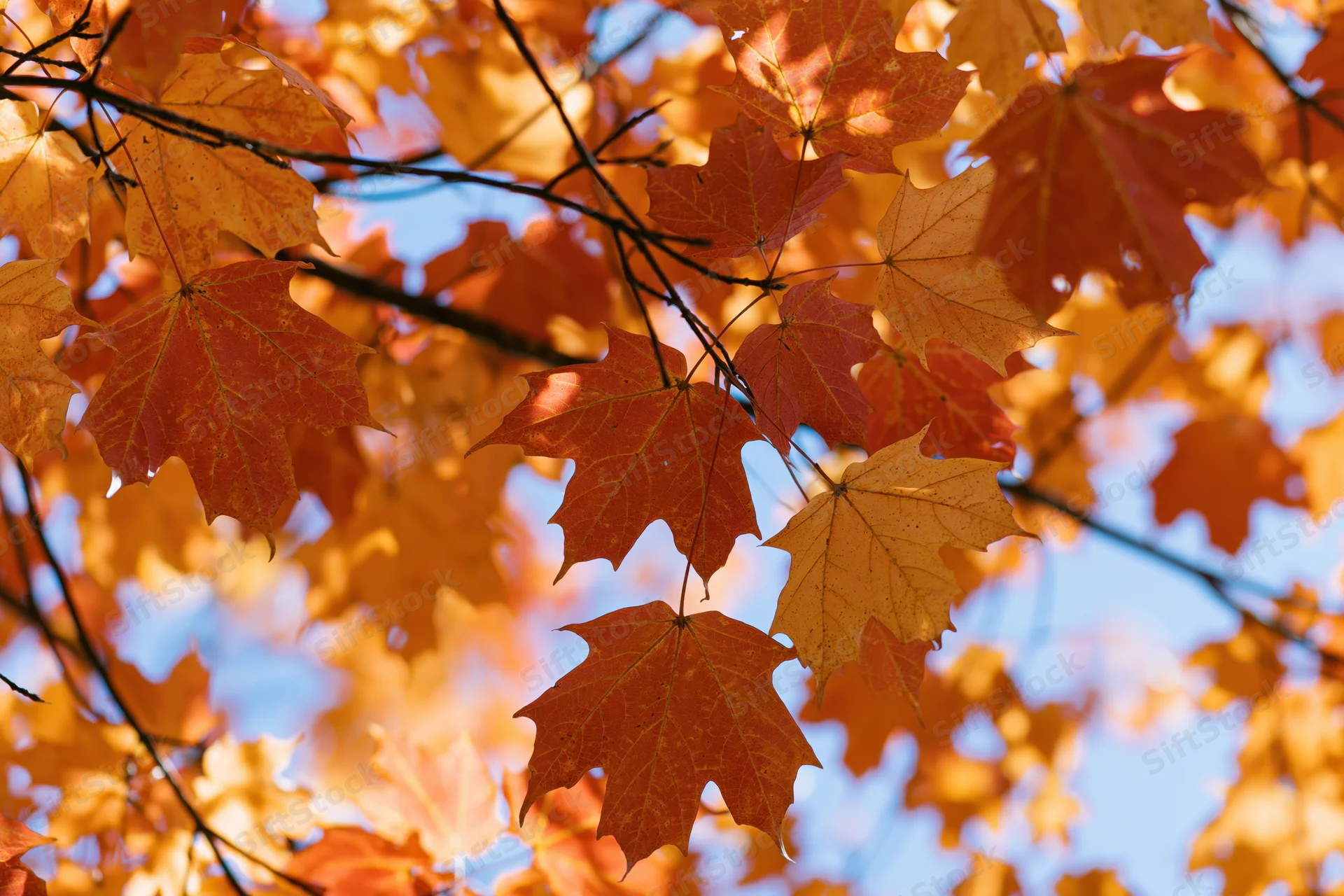 Close-up of maple tree branches with autumn leaves against blue sky