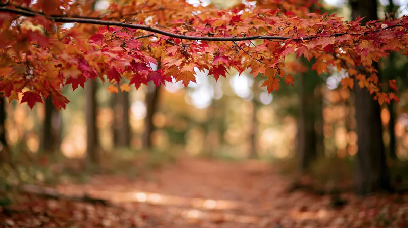 Maple branches with red autumn leaves arching over a forest path covered in fallen foliage