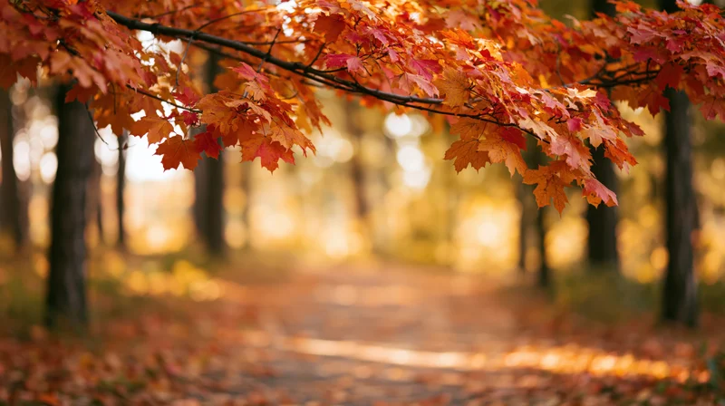 Maple branches with autumn leaves over a forest path in fall