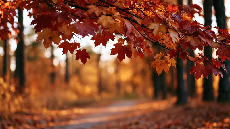 Maple branches with red autumn leaves over a forest path in warm sunlight
