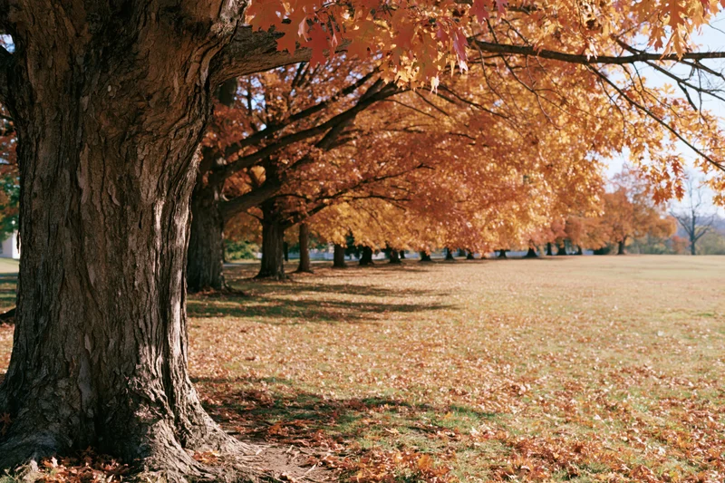 Mature maple trees in full autumn color lining an open park lawn