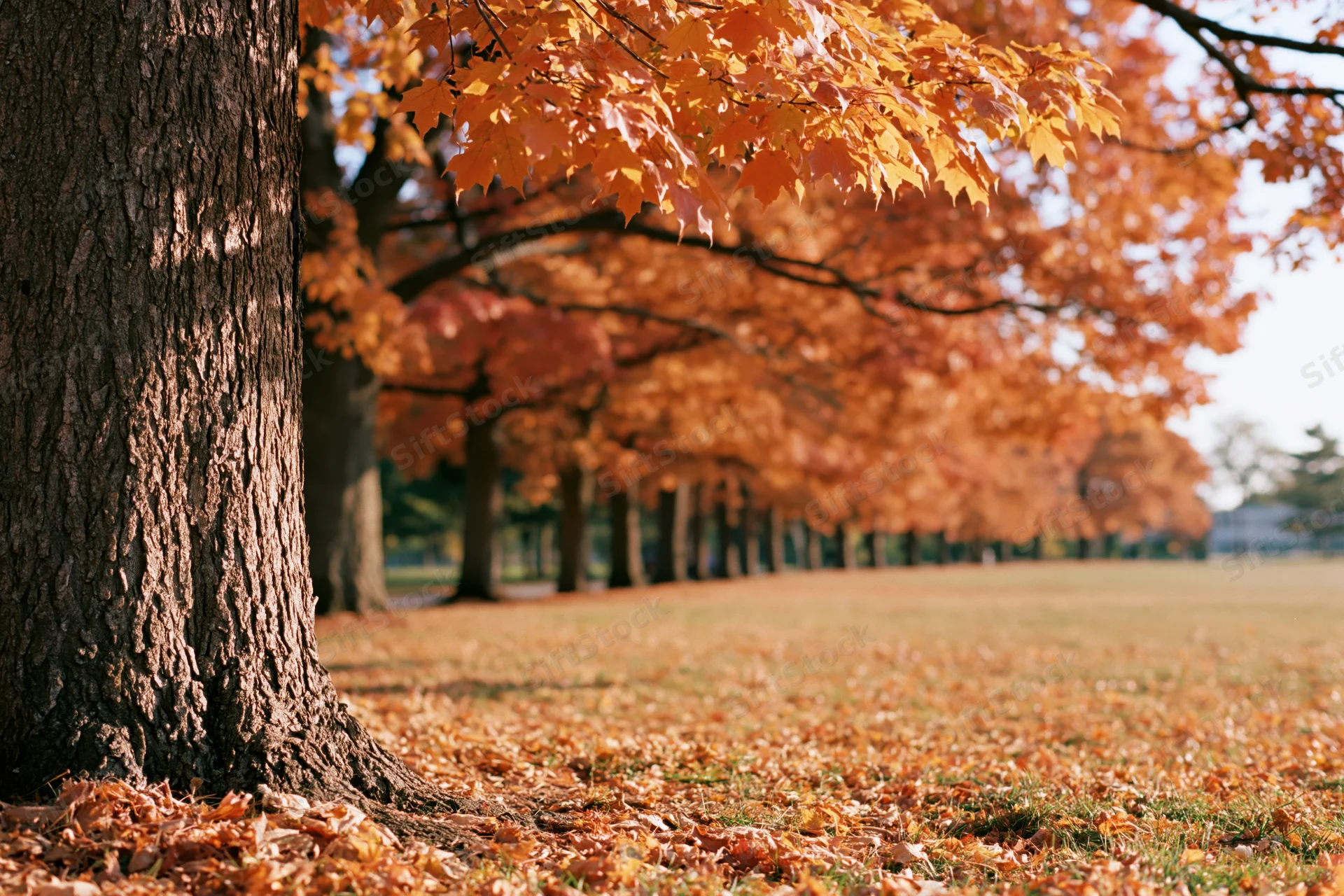 Mature maple trees in full autumn color lining an open park lawn with fallen leaves covering the ground