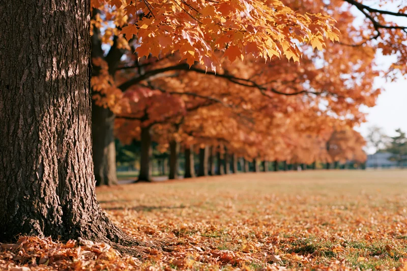 Mature maple trees in full autumn color lining an open park lawn with fallen leaves covering the ground