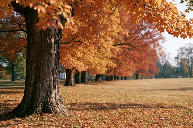 Mature maple trees in full autumn color lining an open park lawn