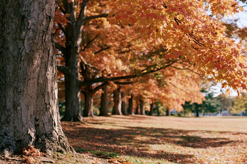 Mature maple trees in full autumn color lining an open park lawn
