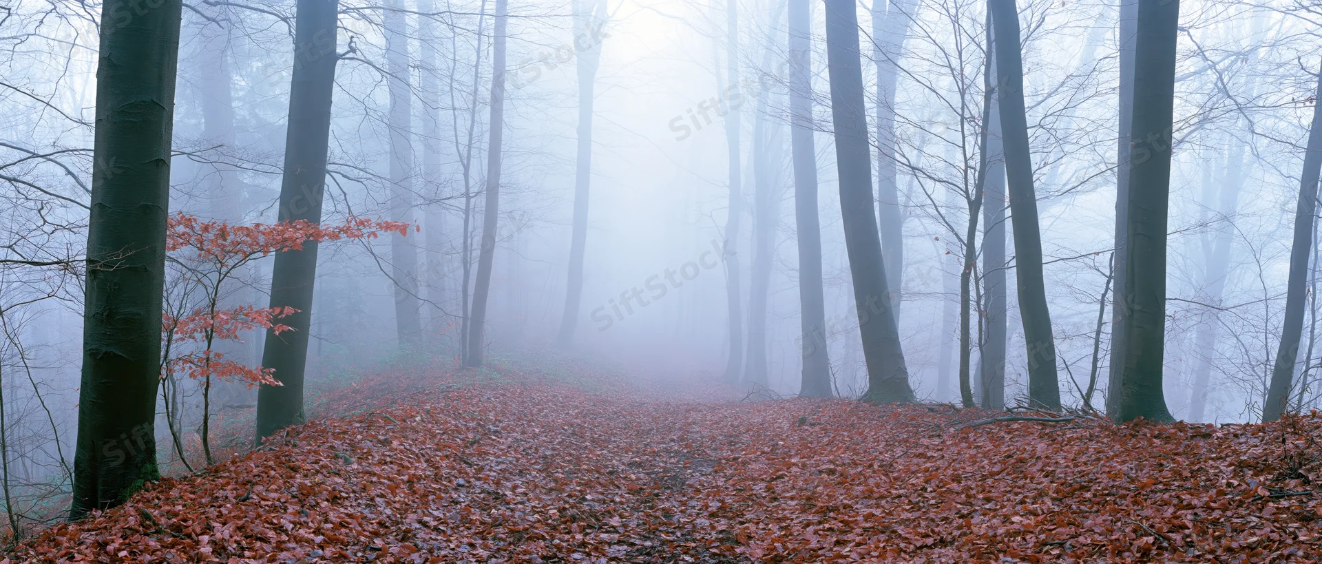 Misty autumn beech forest with a leaf-covered path disappearing into fog