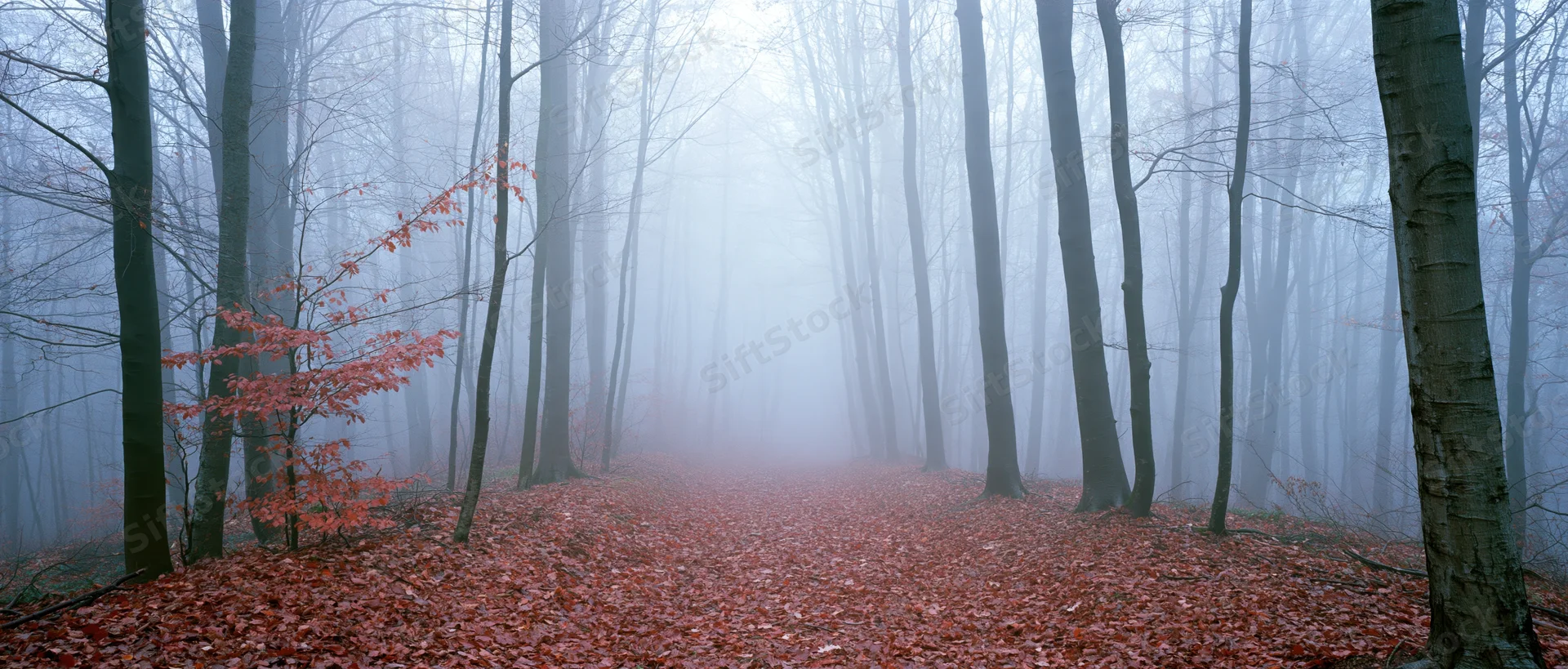 Misty autumn beech forest with leaf-covered path disappearing into fog