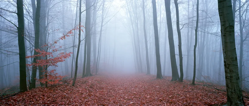 Misty autumn beech forest with leaf-covered path disappearing into fog