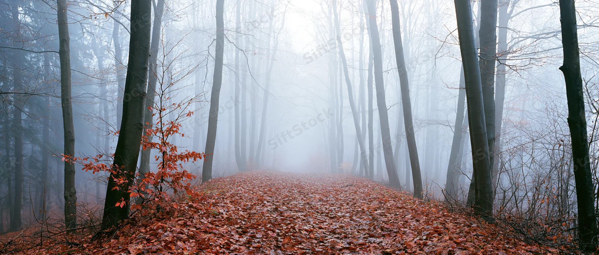 Misty autumn beech forest with leaf-covered path winding through bare trees