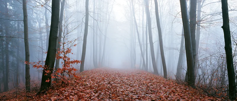 Misty autumn beech forest with leaf-covered path winding through bare trees