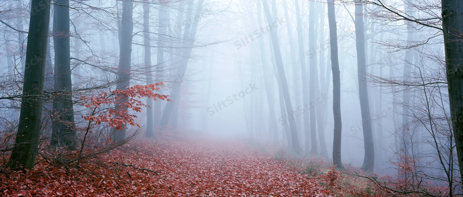 Misty autumn beech forest with a leaf-covered path disappearing into fog