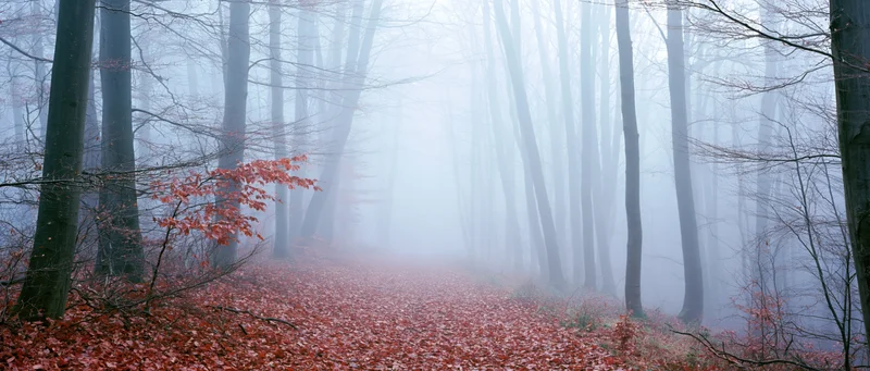 Misty beech forest with a leaf-covered path disappearing