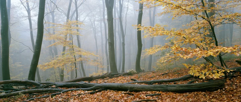 Misty autumn forest interior with fog diffusing through tall deciduous trees and fallen logs covered in fallen leaves