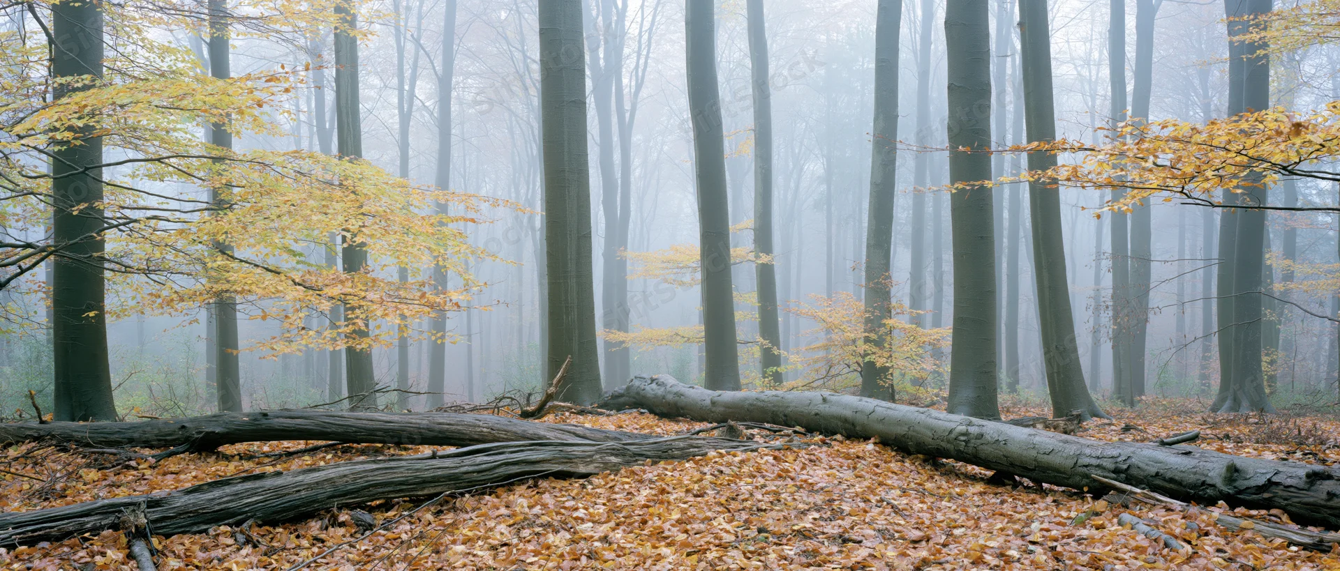 Misty autumn forest interior with fallen tree trunk and leaf-covered ground