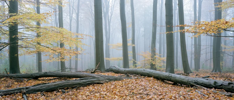 Misty autumn forest interior with fallen tree trunk and leaf-covered ground