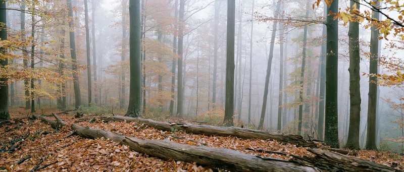 Misty autumn deciduous forest with fallen logs and leaf-covered ground