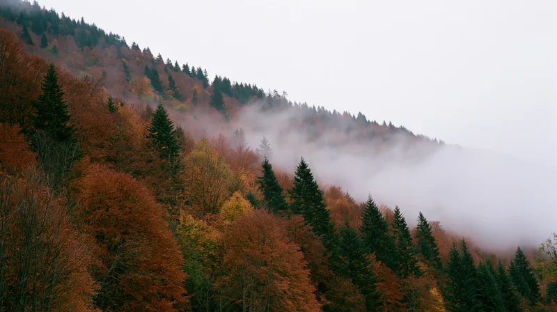 Misty autumn hillside covered in dense mixed forest of spruce and deciduous trees
