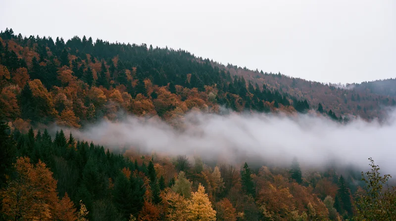 Misty autumn hillside covered in dense mixed forest of spruce and deciduous trees