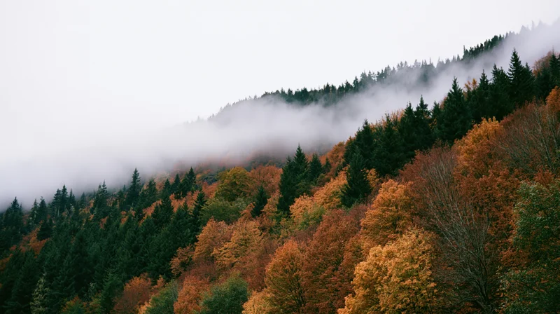 Misty autumn hillside covered in dense mixed forest of spruce and deciduous trees