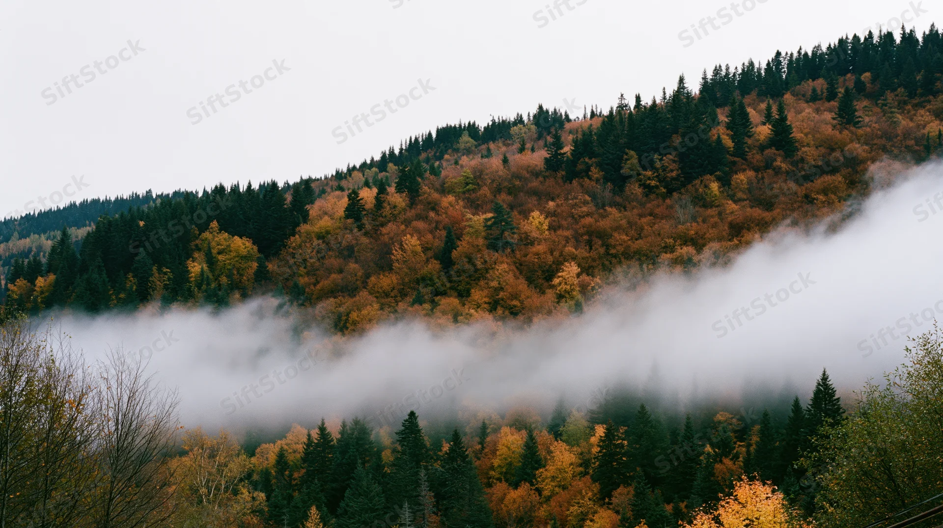 Misty autumn forest on a hillside with fog drifting through the trees