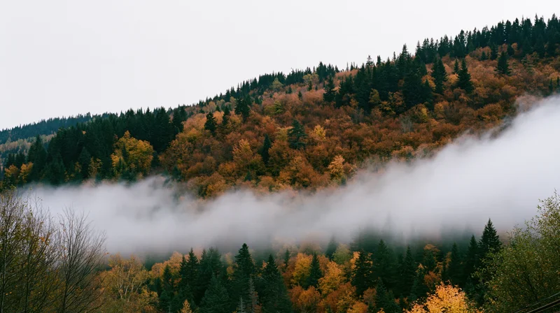 Misty autumn forest on a hillside with fog drifting through the trees