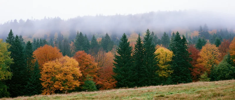 Mixed deciduous and evergreen forest in autumn colors with mist over hills and meadow below