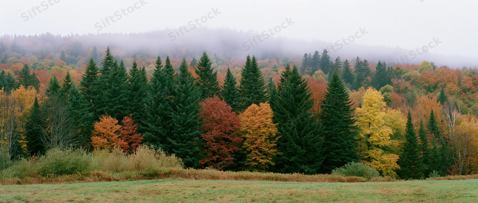 Mixed deciduous and evergreen forest in peak autumn color with misty hills in the background